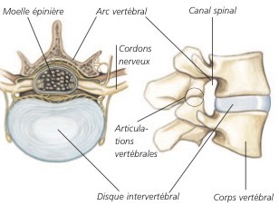 colonne-vertebrale2.png