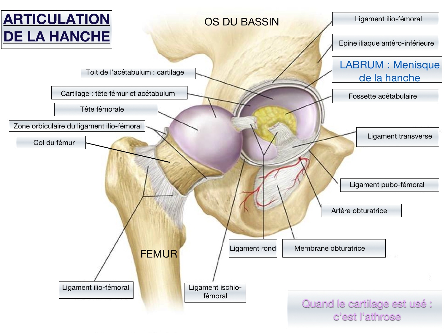 Articulation de la hanche