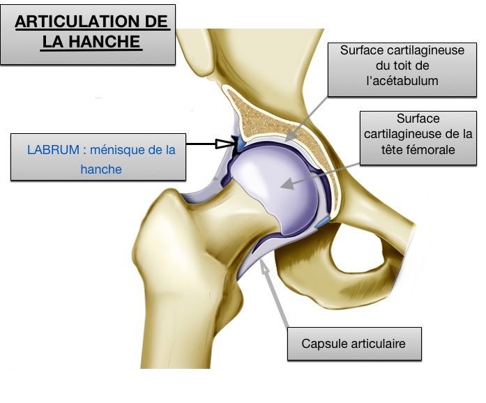 Labrum hanche